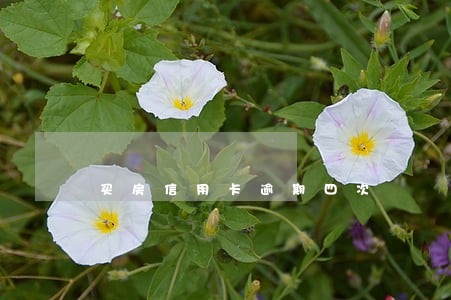 买房信用卡逾期四次 买房信用卡逾期四次