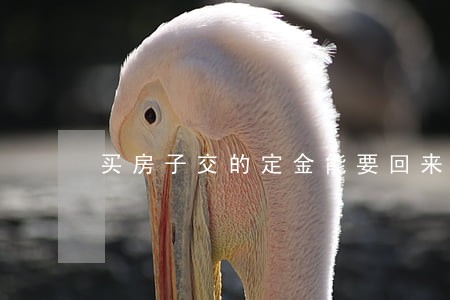 买房子交的定金能要回来吗 买房子交的定金能要回来吗
