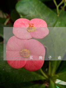 买房子逾期5年 买房子逾期5年