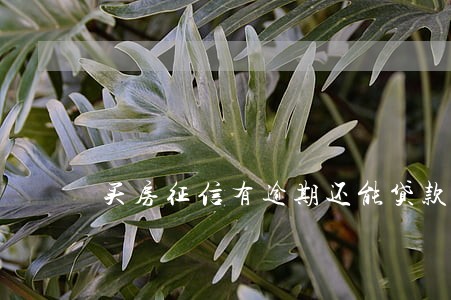 买房征信有逾期还能贷款吗