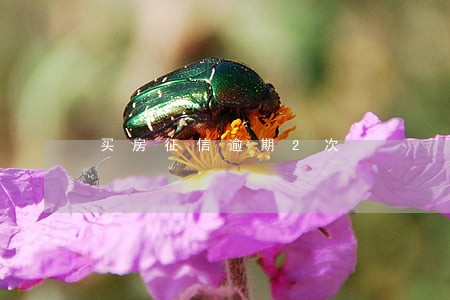 买房征信逾期2次 买房征信逾期2次