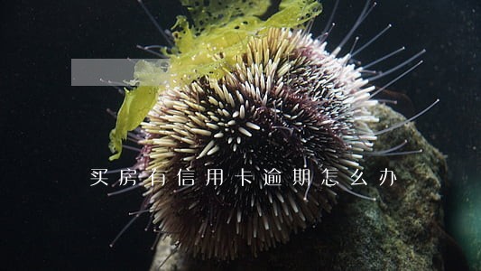 买房有信用卡逾期怎么办 买房有信用卡逾期怎么办