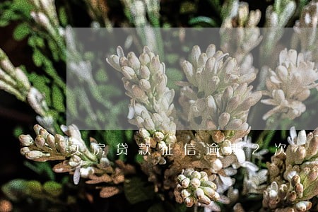 买房贷款征信逾期2次