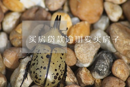 买房贷款逾期要买房子 买房贷款逾期要买房子