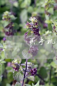买手机贷款逾期啦会立案吗