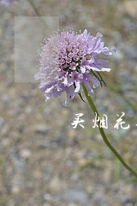买烟花违法吗