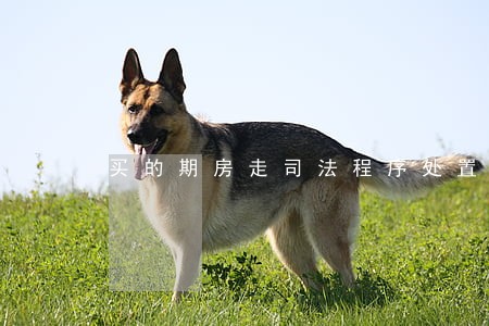 买的期房走司法程序处置 买的期房走司法程序处置
