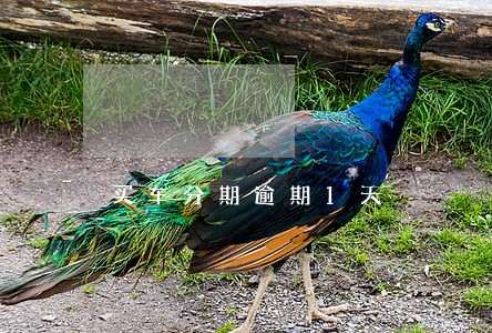 买车分期逾期1天 买车分期逾期1天