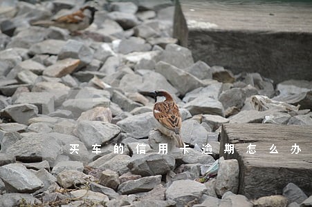 买车的信用卡逾期怎么办