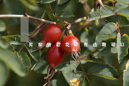 买车贷款花呗有逾期可以吗 买车贷款花呗有逾期可以吗