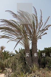 买车贷款逾期卖车押金不退 买车贷款逾期卖车押金不退