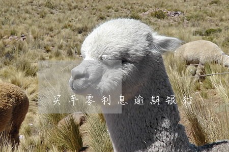 买车零利息逾期银行 买车零利息逾期银行