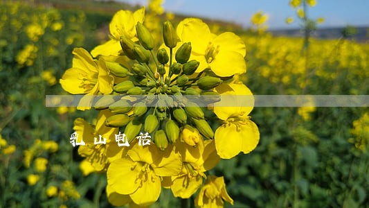乳山电话