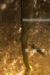 乳源律师打人事件 乳源律师打人事件