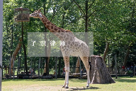 了识律师 了识律师