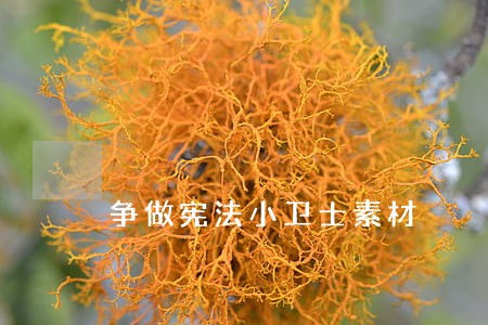 争做宪法小卫士素材