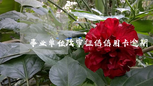 事业单位政审征信信用卡逾期 事业单位政审征信信用卡逾期