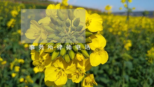 事务所律师电话 事务所律师电话