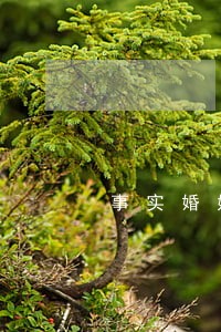 事实婚姻分居三年自动离婚吗 事实婚姻分居三年自动离婚吗