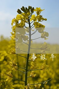 事故车民事诉讼