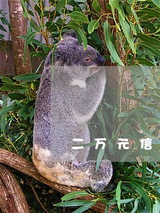 二万元信用卡逾期一年利息多少 二万元信用卡逾期一年利息多少