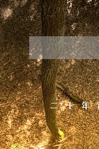 二十年逾期贷款未还有何政策 二十年逾期贷款未还有何政策