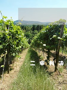 二审判决书生效时间相关问答