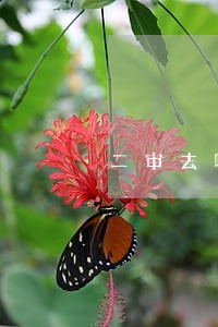 二审去哪里请法律援助 二审去哪里请法律援助