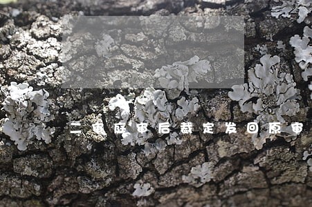 二审庭审后裁定发回原审法院重审 二审庭审后裁定发回原审法院重审