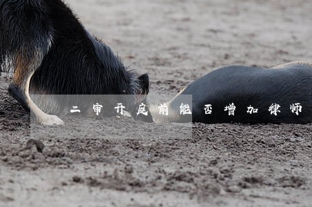 二审开庭前能否增加律师 二审开庭前能否增加律师