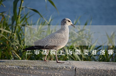 二审法院上诉需要准备哪些材料