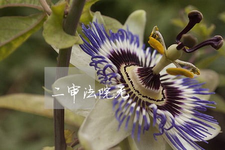 二审法院无 二审法院无