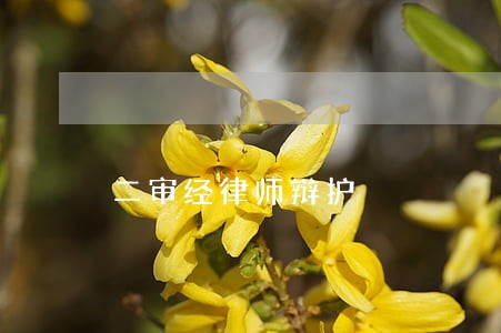 二审经律师辩护 二审经律师辩护