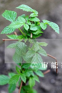 二审能提交新的诉讼证据吗