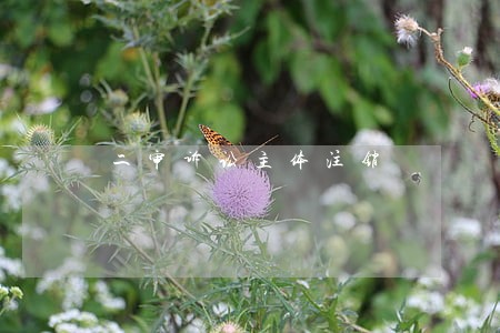 二审诉讼主体注销 二审诉讼主体注销