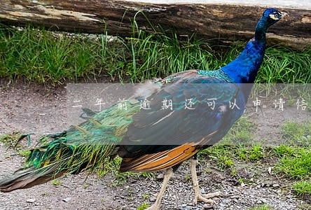二年前逾期还可以申请信用卡吗