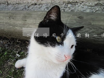 二张信用卡各逾期一次