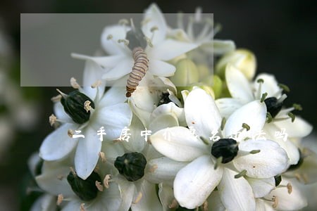 二手房中介更名违法吗 二手房中介更名违法吗