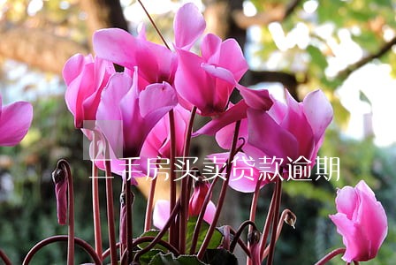 二手房买卖贷款逾期 二手房买卖贷款逾期