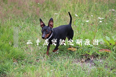二手房贷款逾期原因 二手房贷款逾期原因