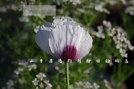二手房违约纠纷诉讼状怎么写 二手房违约纠纷诉讼状怎么写