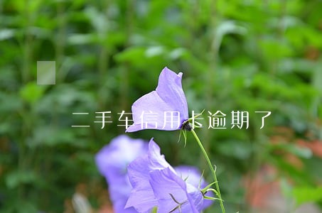 二手车信用卡逾期了 二手车信用卡逾期了