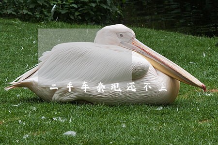 二手车套现还不上 二手车套现还不上