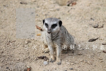 二次信用卡逾期怎么和家里解释