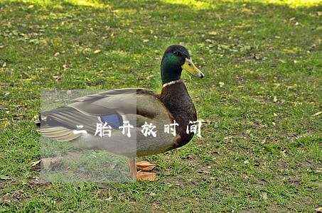 二胎开放时间