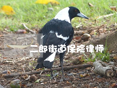二郎街道保险律师 二郎街道保险律师
