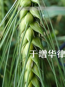 于增华律师814937