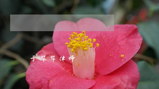 于翠翠律师