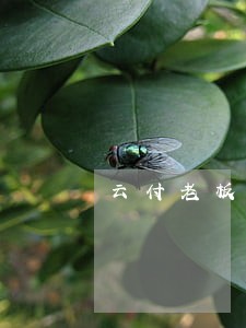 云付老板违法经营罪 云付老板违法经营罪