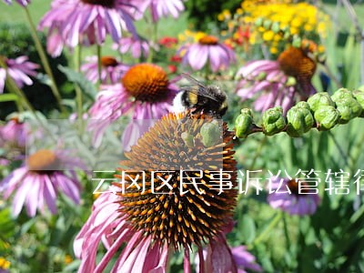 云冈区民事诉讼管辖律师